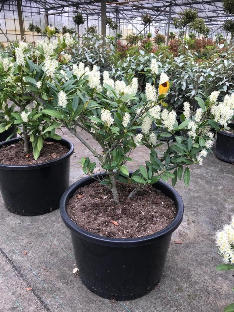 Tekoop: laurier otto luyken potgekweekt, Tuin en Terras, Ophalen, Overige soorten