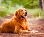 Gezocht Golden retriever pup!, Dieren en Toebehoren, Honden | Retrievers, Spaniëls en Waterhonden, Golden retriever, 8 tot 15 weken