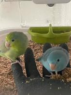 Koppeltje forpussen uit 2025, Dieren en Toebehoren, Vogels | Parkieten en Papegaaien, Meerdere dieren, Dwergpapegaai of Agapornis