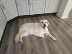 Oppas gezocht voor Lena, 6 jaar of ouder, Golden retriever, Teef, Eén hond