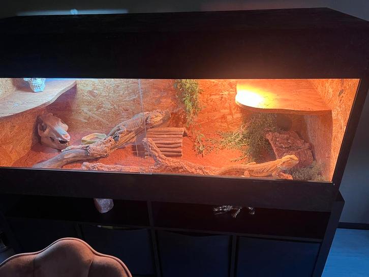 Baardagamen met terrarium, Dieren en Toebehoren, Reptielen en Amfibieën | Toebehoren, Zo goed als nieuw, Ophalen of Verzenden