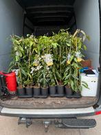 Wintergroene clematis 3 soorten 100 cm goekoper kan niet9,95, Ophalen, Volle zon, Vaste plant, Klimplanten