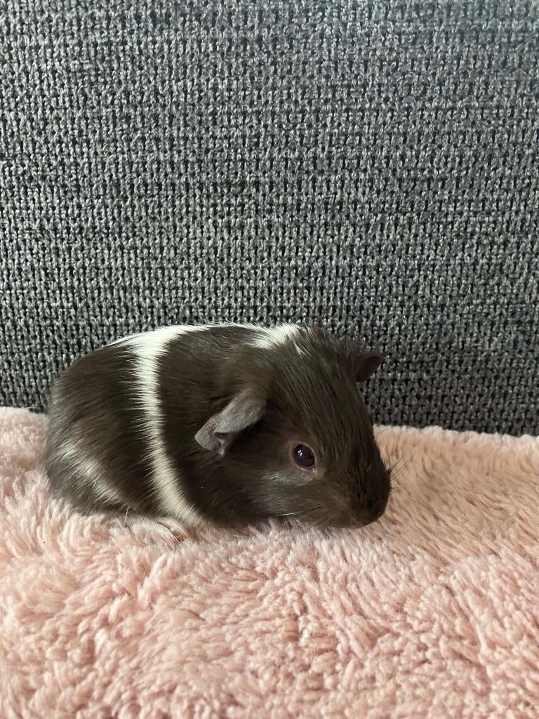 Cavia - gladhaar, Dieren en Toebehoren, Knaagdieren, Vrouwelijk, Tam, Maart, Cavia