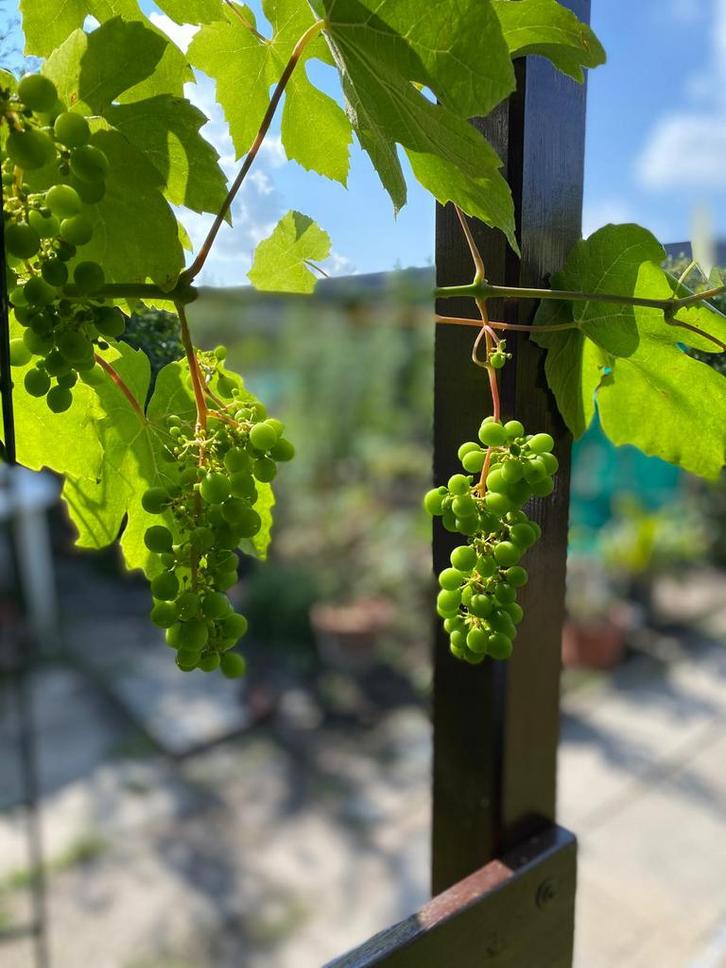 Druivenplant, Tuin en Terras, Planten | Fruitbomen, Lente, Ophalen