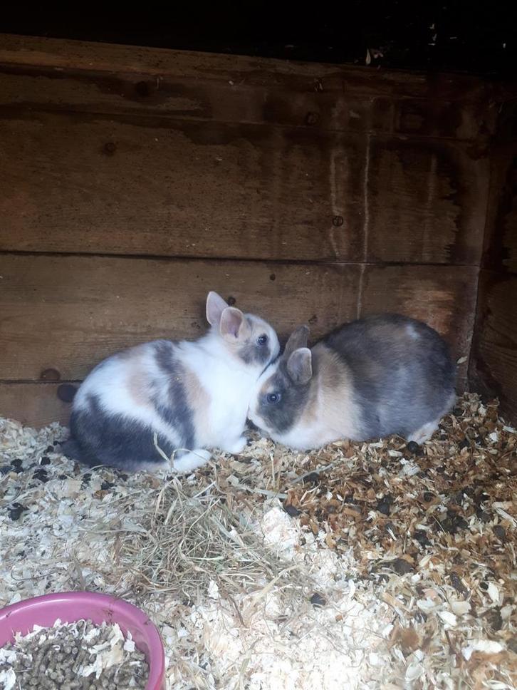 Te koop: jonge dwergkonijnen., Dieren en Toebehoren, Konijnen, Dwerg, Meerdere dieren, 0 tot 2 jaar