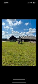 Gezellige kleinschalige Pensionstal Escharen Grave Wijchen, Dieren en Toebehoren, Stalling, 1 paard of pony