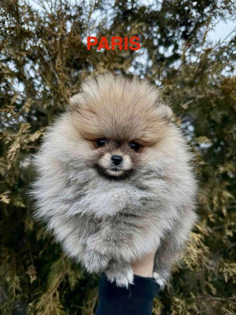 POMERIAAN POMERANIAN MINI BOO, Keeshond, 15 weken tot 1 jaar, Parvo, Teef