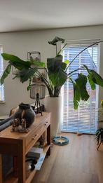 Grote Strelitzia zonder pot., Ophalen, Overige soorten, Halfschaduw, 150 tot 200 cm