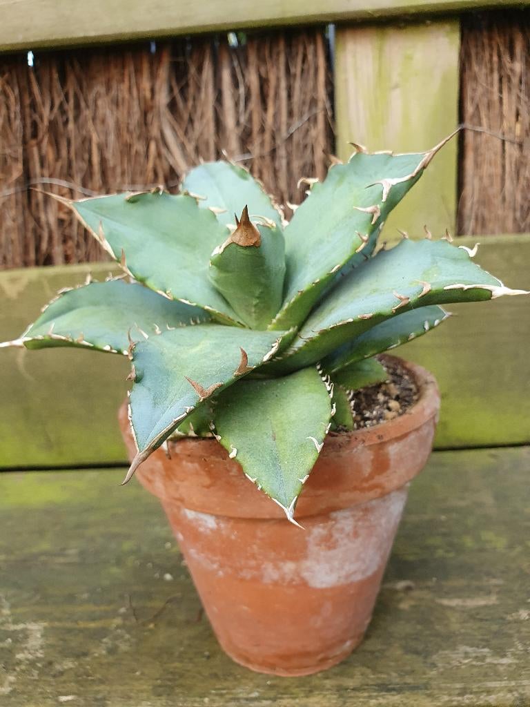 Agave titanota compacta, Tuin en Terras, Ophalen of Verzenden, Bloeit niet, Overige soorten, Volle zon