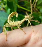 Wandelende takken, Wandelende tak