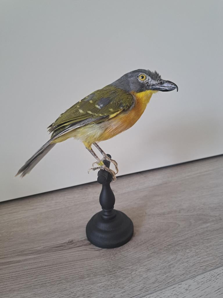 Opgezette zeldzame Spookklauwier tropische vogel taxidermie, Verzamelen, Dierenverzamelingen, Ophalen of Verzenden, Zo goed als nieuw