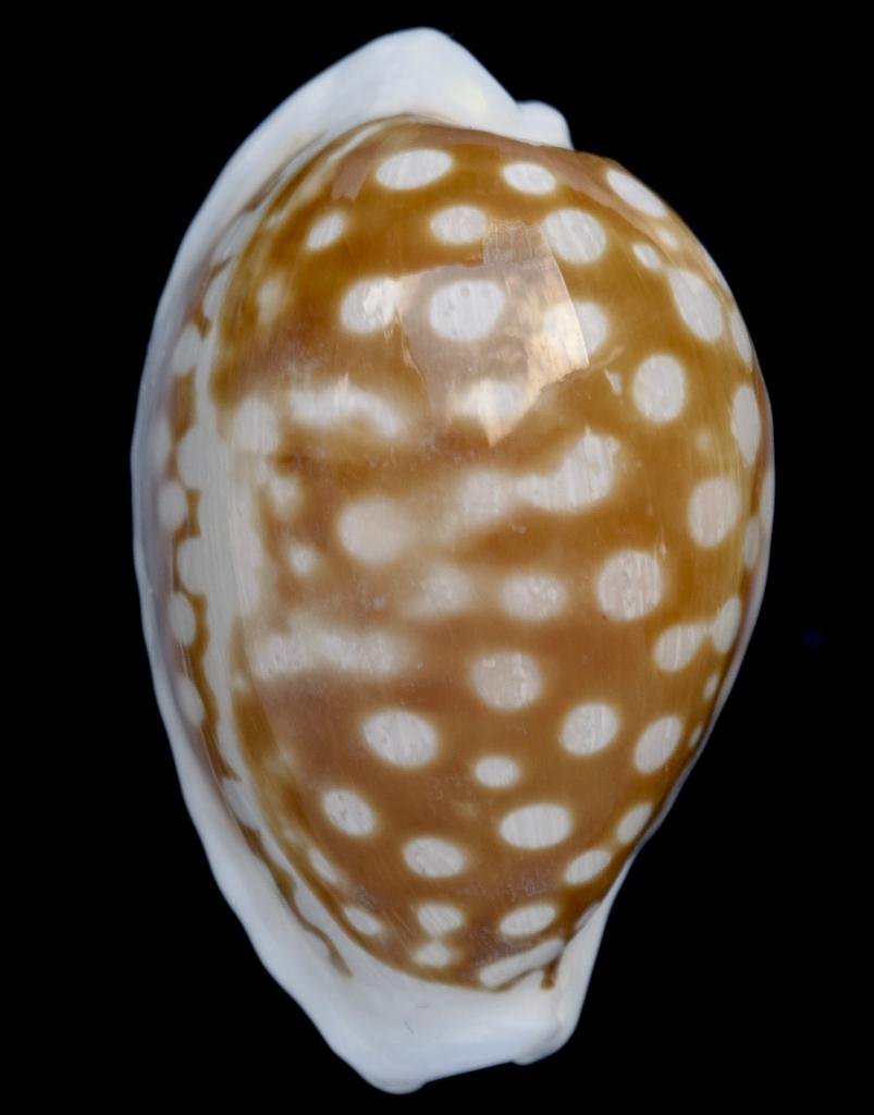Schelpen: Cypraea rottnestensis 26,5mm (F+/F++) Australië, Ophalen of Verzenden, Schelp(en)