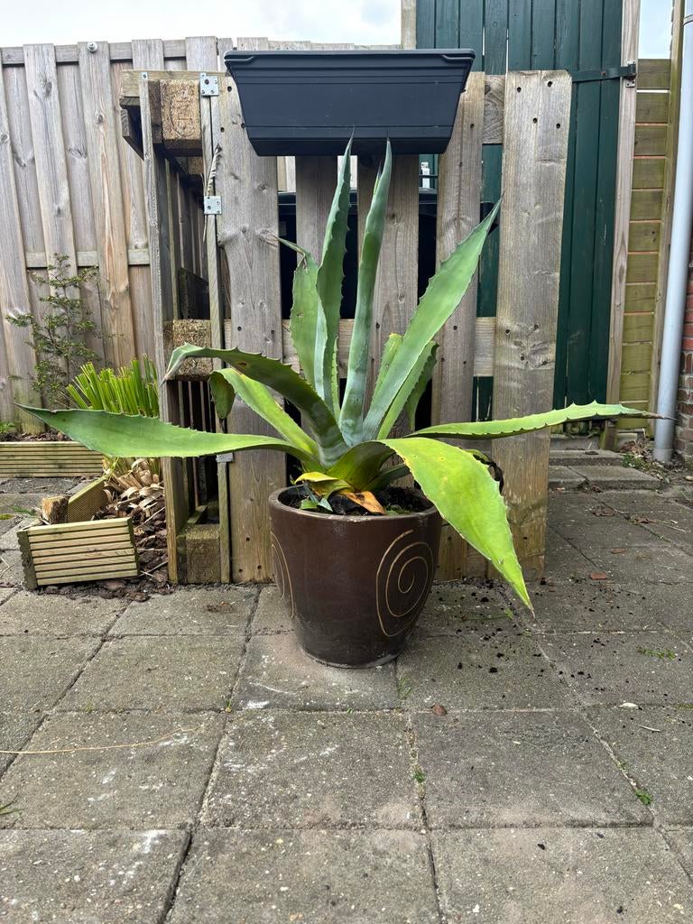Grote Agave plant met jonge scheuten, Tuin en Terras, Volle zon, Vaste plant, Bloeit niet, Ophalen