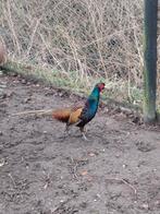 Tenebrosus fazant mannelijk, Dieren en Toebehoren, Mannelijk, Overige soorten