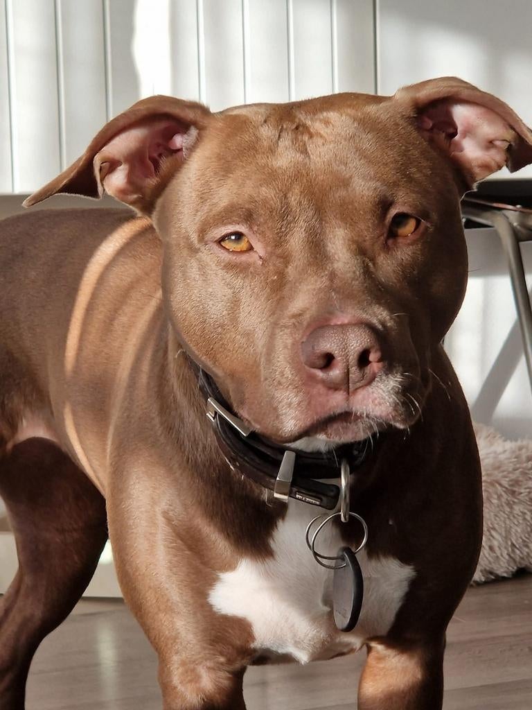 SPOED! Lieve Rednose Pitbull meisje, Dieren en Toebehoren, 6 jaar of ouder, Teef, Groot, Eén hond