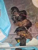 Pups mini labradoodle, 3 teefjes en 3 reutjes, Overige rassen, 8 tot 15 weken, Meerdere, Meerdere dieren