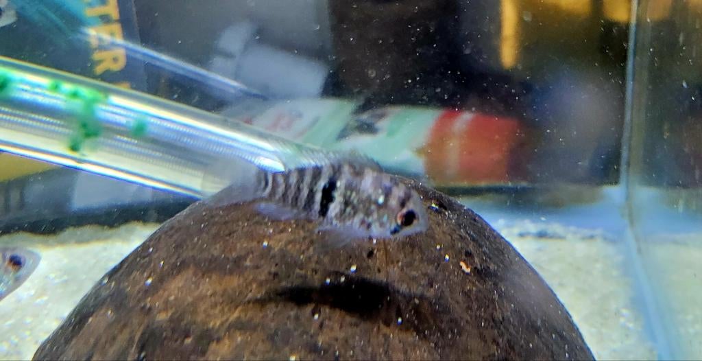 Blauwe acara, Kreeft, Krab of Garnaal