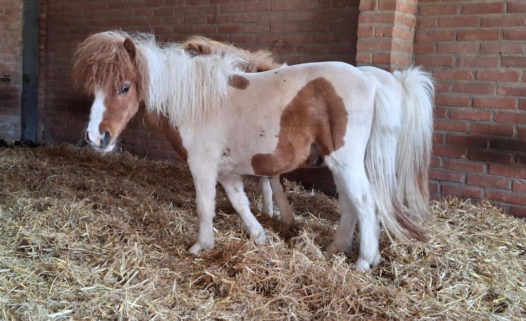Mini pony, pony's hengst en merries, Dieren en Toebehoren, Meerdere dieren, A pony (tot 1.17m), 0 tot 2 jaar