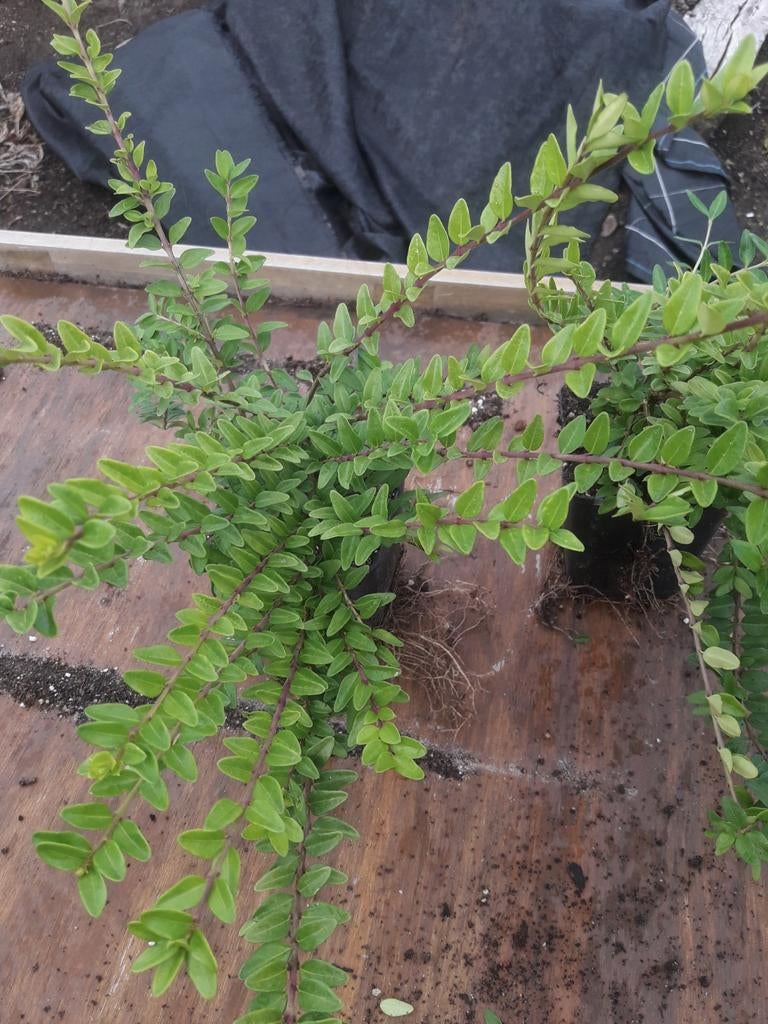 Te koop lonicera nitida, Ophalen, Minder dan 100 cm, Overige soorten, Zomer