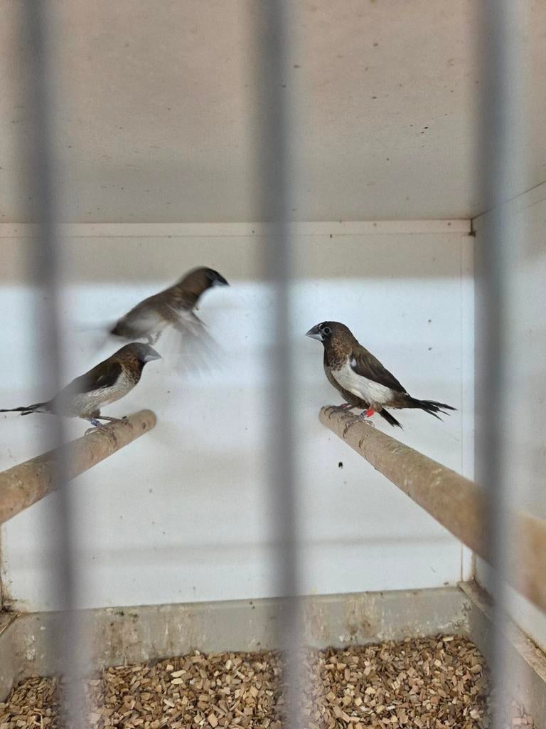Japanse meeuwen, Dieren en Toebehoren, Meerdere dieren