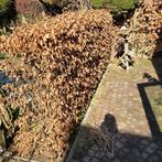 Beuken haag, Ophalen