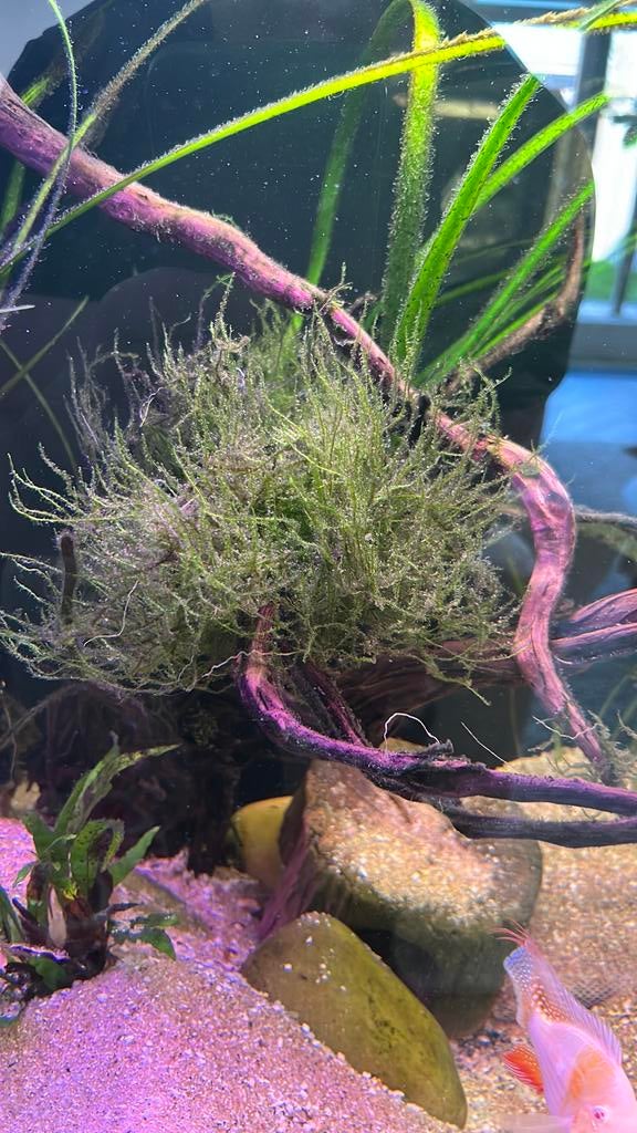 Javamos, Ophalen of Verzenden, Plant(en), Steen of Hout