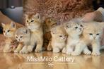 Kittens British shorthair / Britse Korthaar cartoon cats, Dieren en Toebehoren, Meerdere dieren, Gechipt, 0 tot 2 jaar