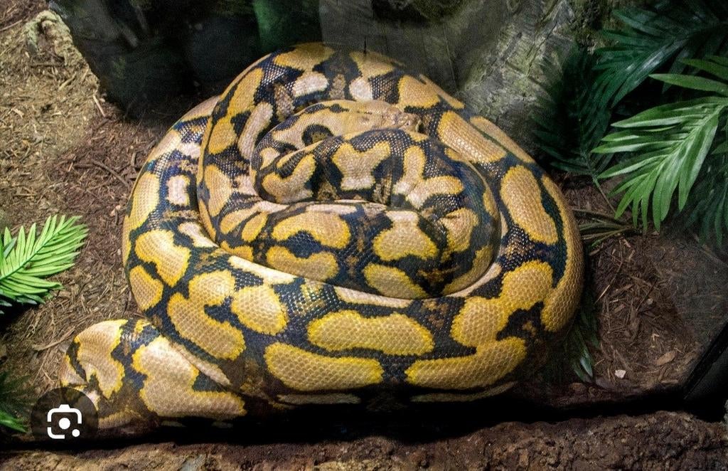 Retic  tiger morf  gezocht, Dieren en Toebehoren, Reptielen en Amfibieën, Slang, 0 tot 2 jaar
