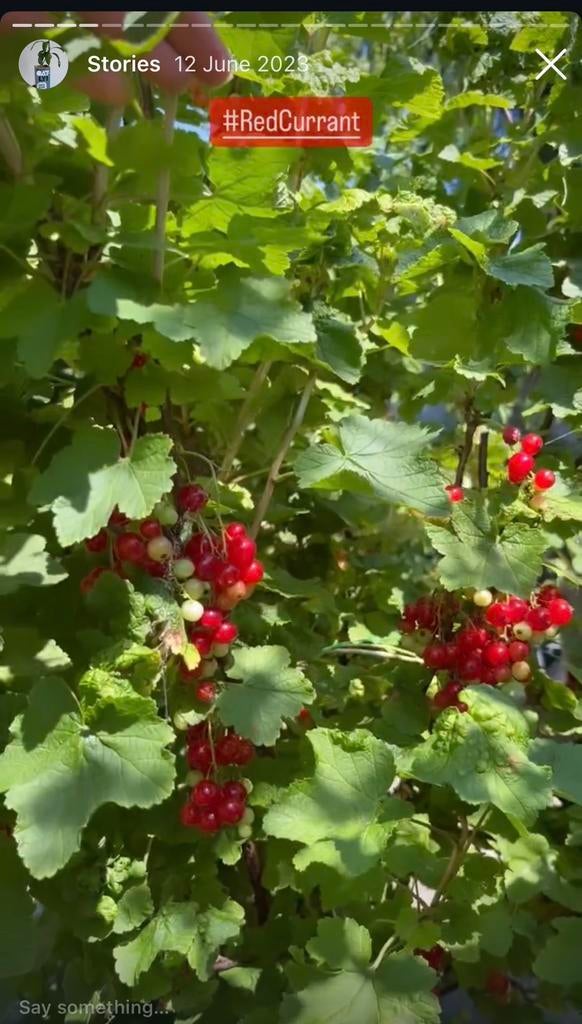 Bio Rode Bes — Winterhard  — Odilia’s Garden, Tuin en Terras, Planten | Fruitbomen, Ophalen of Verzenden, Minder dan 100 cm, Overige soorten