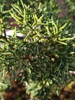 Kleine Juniper chinensis bonsai, Ophalen