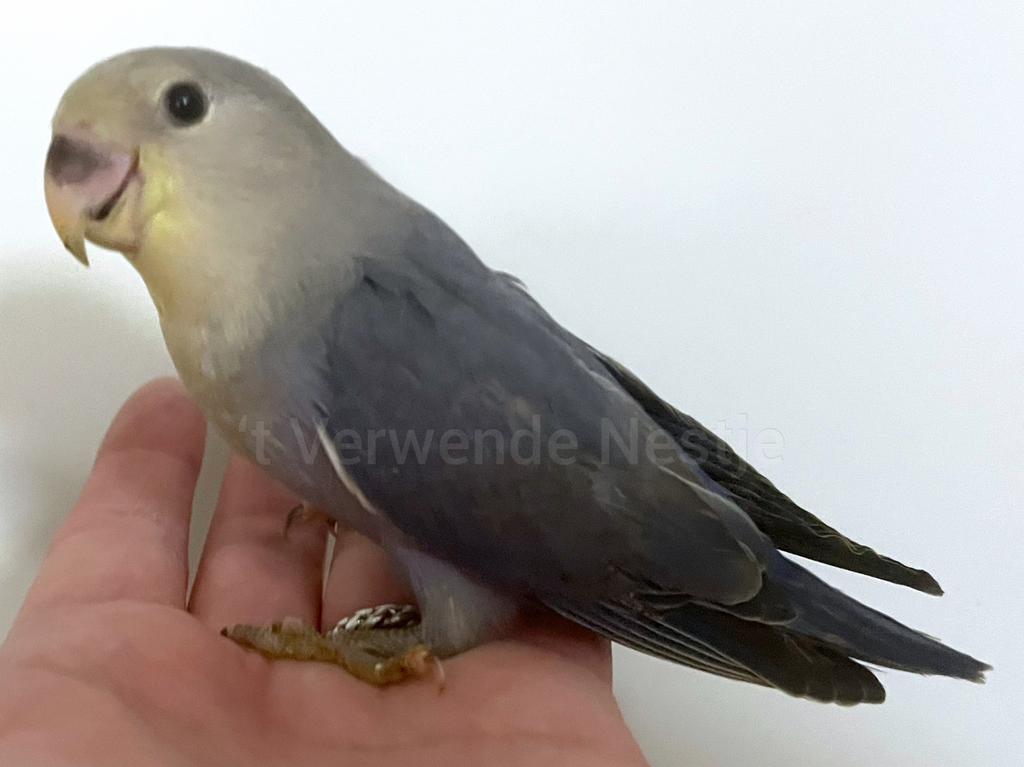 Tam ziektevrij getest Agapornis Roseicollis mannetje, Mannelijk, Dwergpapegaai of Agapornis, Geringd
