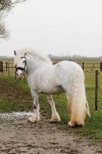 Lieve 7 jarige Tinker merrie, Dieren en Toebehoren, Pony's, Merrie