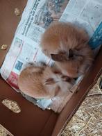 dwerg konijntjes, Dieren en Toebehoren, Meerdere dieren, Dwerg