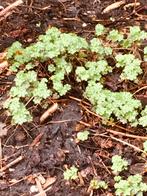 Ooievaarsbek     • Gratis•, Tuin en Terras, Planten | Tuinplanten, Ophalen of Verzenden, Overige soorten, Volle zon