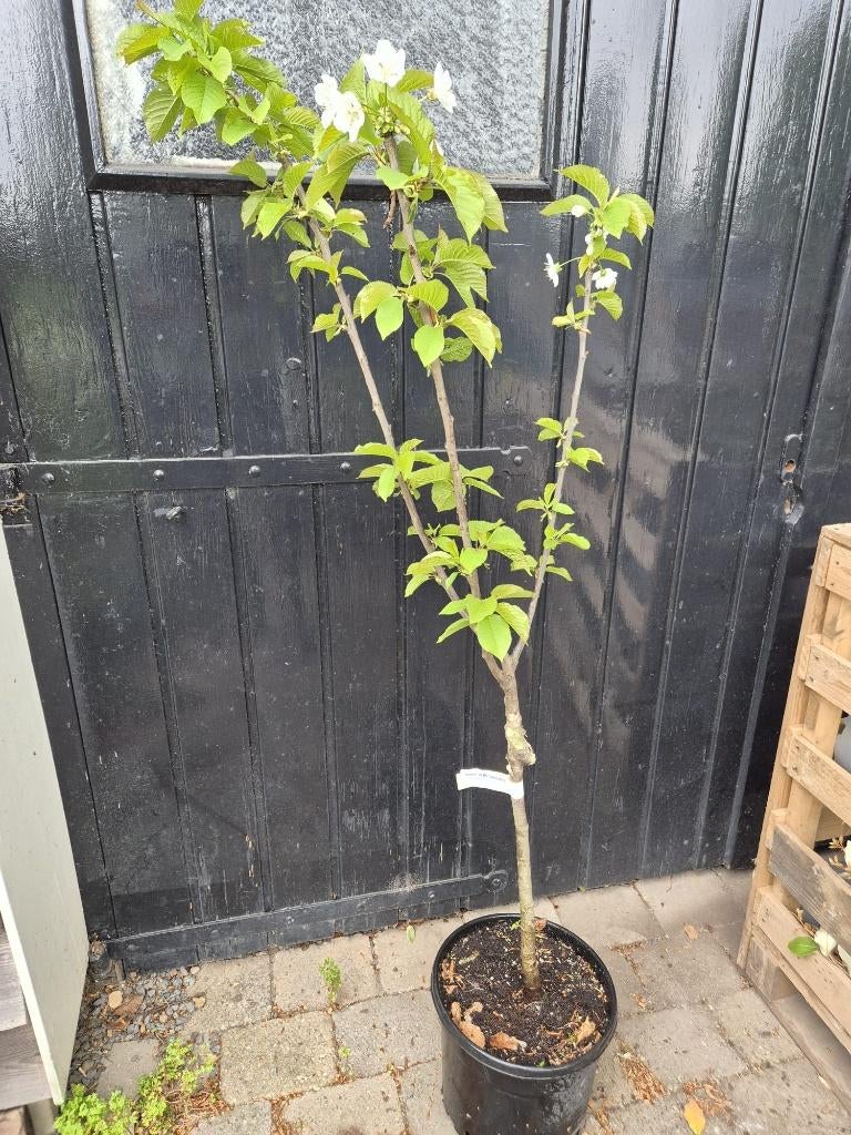 Laagstam kersenboom nu in de bloesem, Tuin en Terras, Planten | Fruitbomen, Lente, Volle zon, Kersenboom, In pot