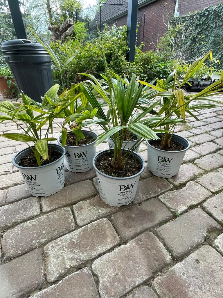 Palmbomen, Ophalen, Overige soorten, Volle zon