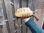 Testudo horsfieldi (Russische vierteen schildpad), Schildpad, 11 jaar of ouder