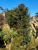 Taxus boompje, Ophalen, Bloeit niet, Halfschaduw, Overige soorten