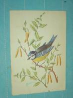 4) Kleuren ansichtkaart Pimpelmees Vogels, Ophalen of Verzenden, 1980 tot heden, Gelopen, Vogel