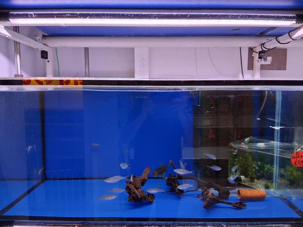Nog diverse aquariums!!! strak verlijmd en vrij nieuw!!!, Ophalen, Zo goed als nieuw, Leeg aquarium, Overige merken