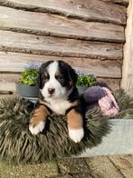 Berner Sennen Stamboom pups te koop, Parvo, Overige rassen, 8 tot 15 weken, Meerdere