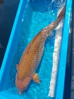 Chagoi, Karper of Koi