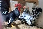 Chabo kriel kippen, Dieren en Toebehoren, Pluimvee, Meerdere dieren, Kip