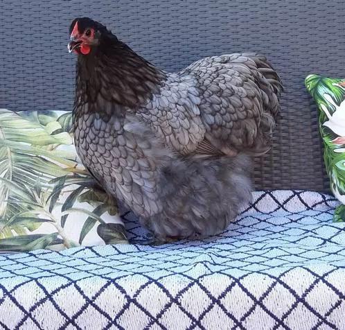 Gezocht: Orpington groot blauw gezoomd, Dieren en Toebehoren, Meerdere dieren, Kip