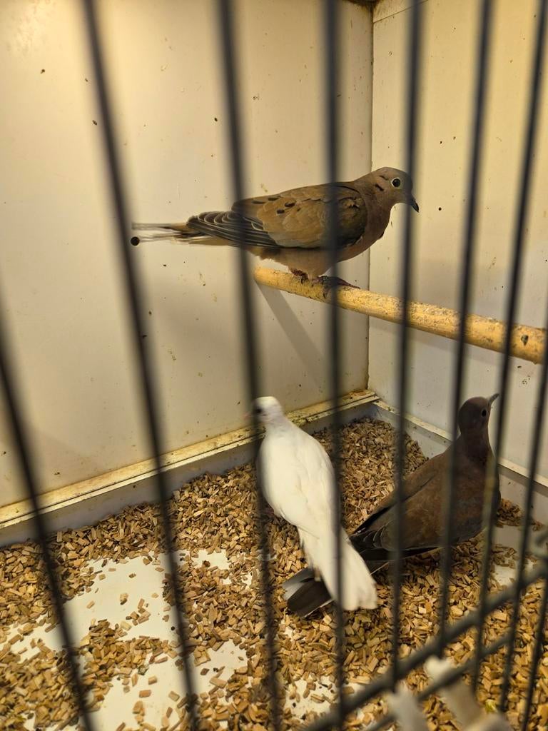 Vele tropische duiven, Dieren en Toebehoren, Vogels | Duiven, Meerdere dieren, Overige soorten