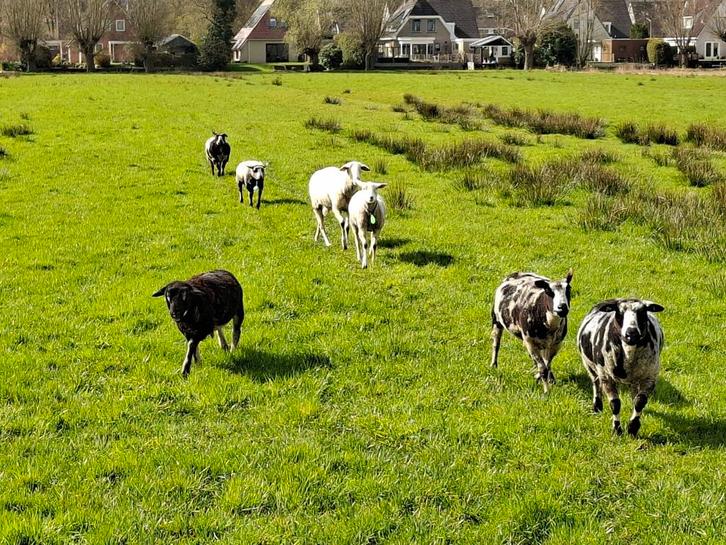 7 Schapen, Dieren en Toebehoren, Schapen, Geiten en Varkens, Schaap, Meerdere dieren