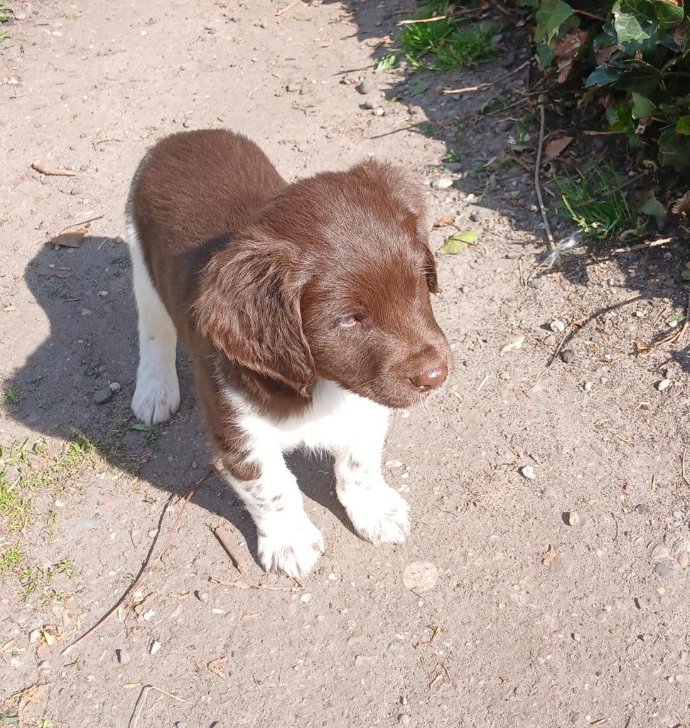 Chocolade bruine friese stabij pups, Dieren en Toebehoren, Parvo, Overige rassen, 8 tot 15 weken, Meerdere