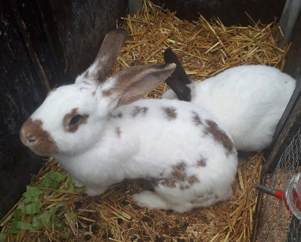Kruising lotharinger groot voedster, Dieren en Toebehoren, Konijnen, Vrouwelijk, Groot, 0 tot 2 jaar
