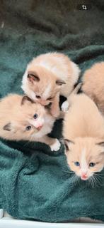 3 prachtige ragdoll katertjes, Meerdere dieren, Ontwormd