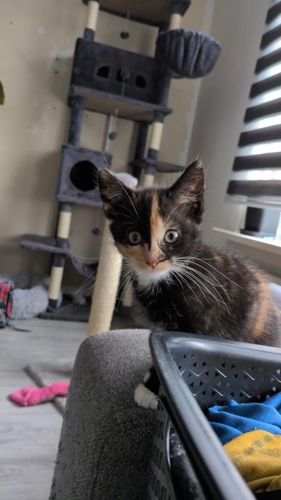 Kittens!, Meerdere dieren